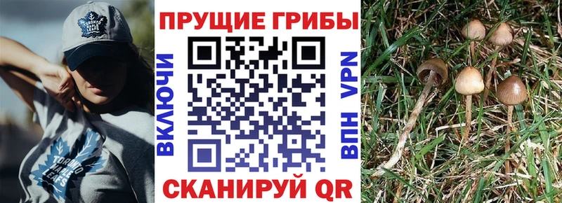 Псилоцибиновые грибы Psilocybine cubensis  Купить где  Кириши 